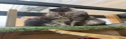 Maine Coon cats for sale: Pedigree Maine Coon kittens champion blood line - Advert 5