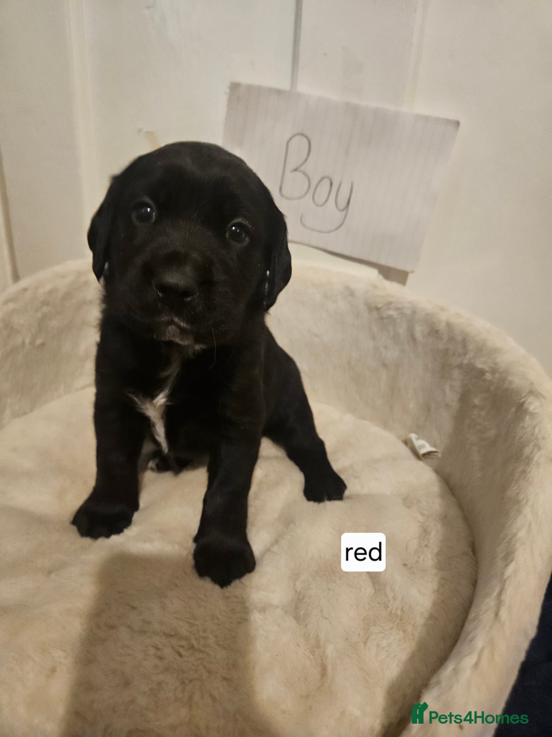 Cockerdor dogs for sale: Beautiful cockador pups - Advert 5
