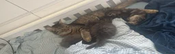 Mixed Breed cats for sale: 3 gorgeous kittens available  - Advert 1