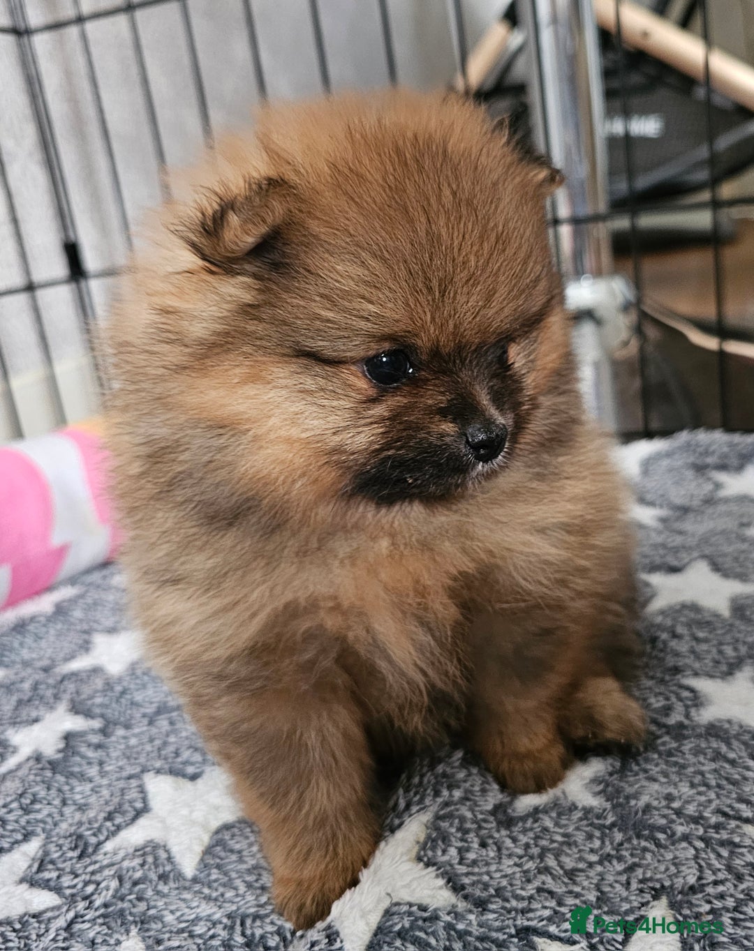 Pomeranian dogs for sale: orange girl 🩷and blue&tan boy 💙available  - Image 5