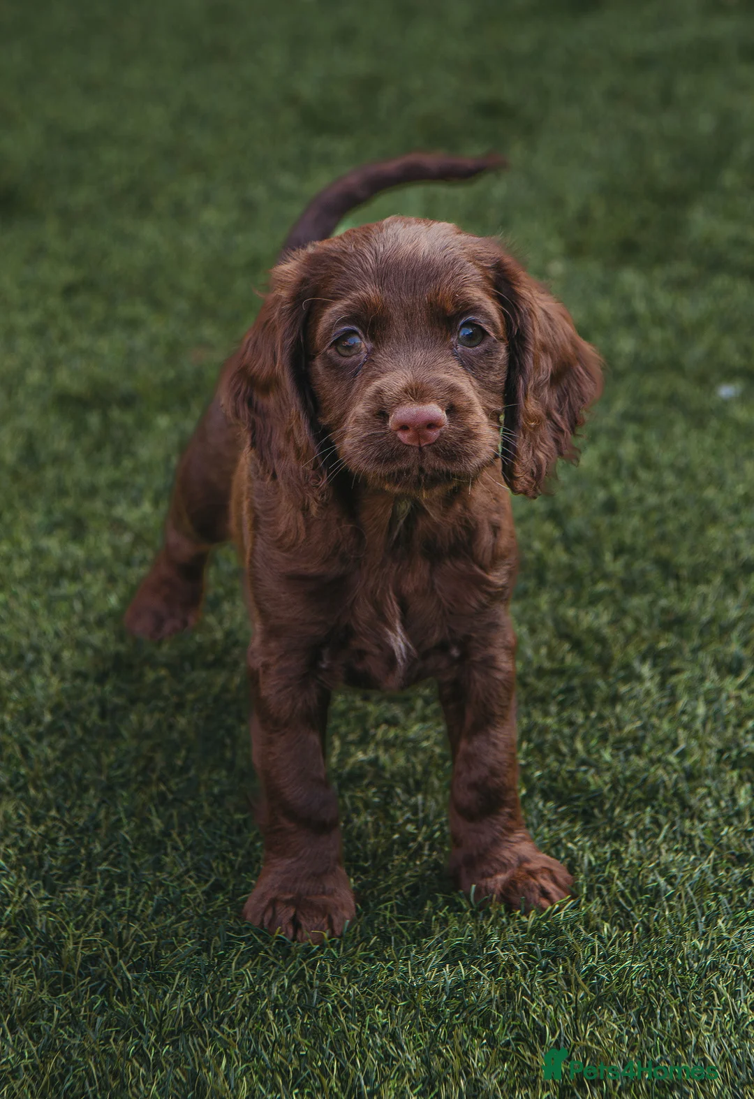 Cocker Spaniel dogs for sale: Superb working cocker spaniels liver and tan males - Advert 2