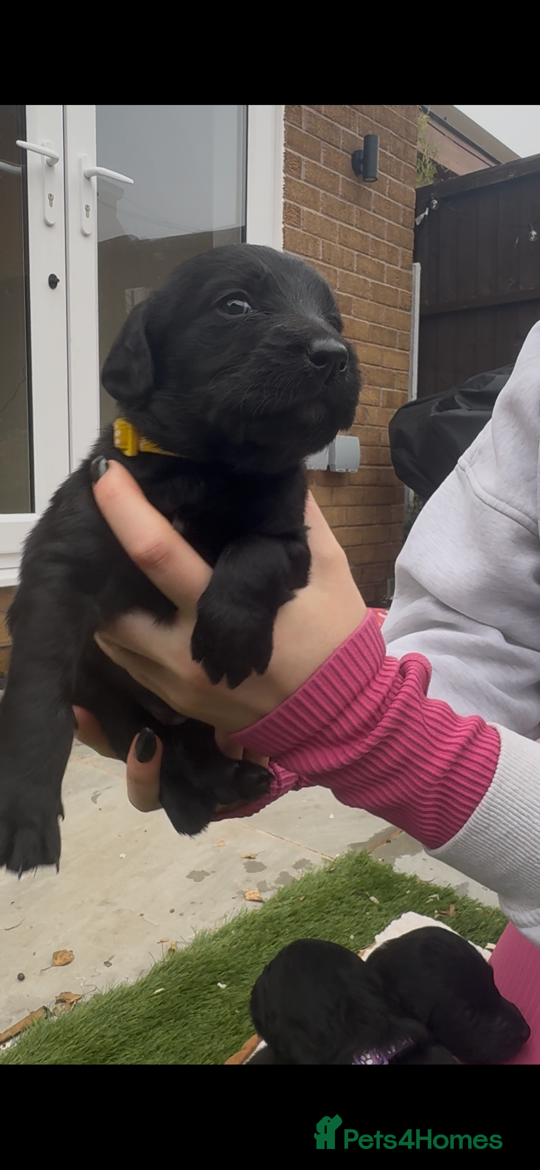 Labradoodle dogs for sale: Labradoodles  - Image 12