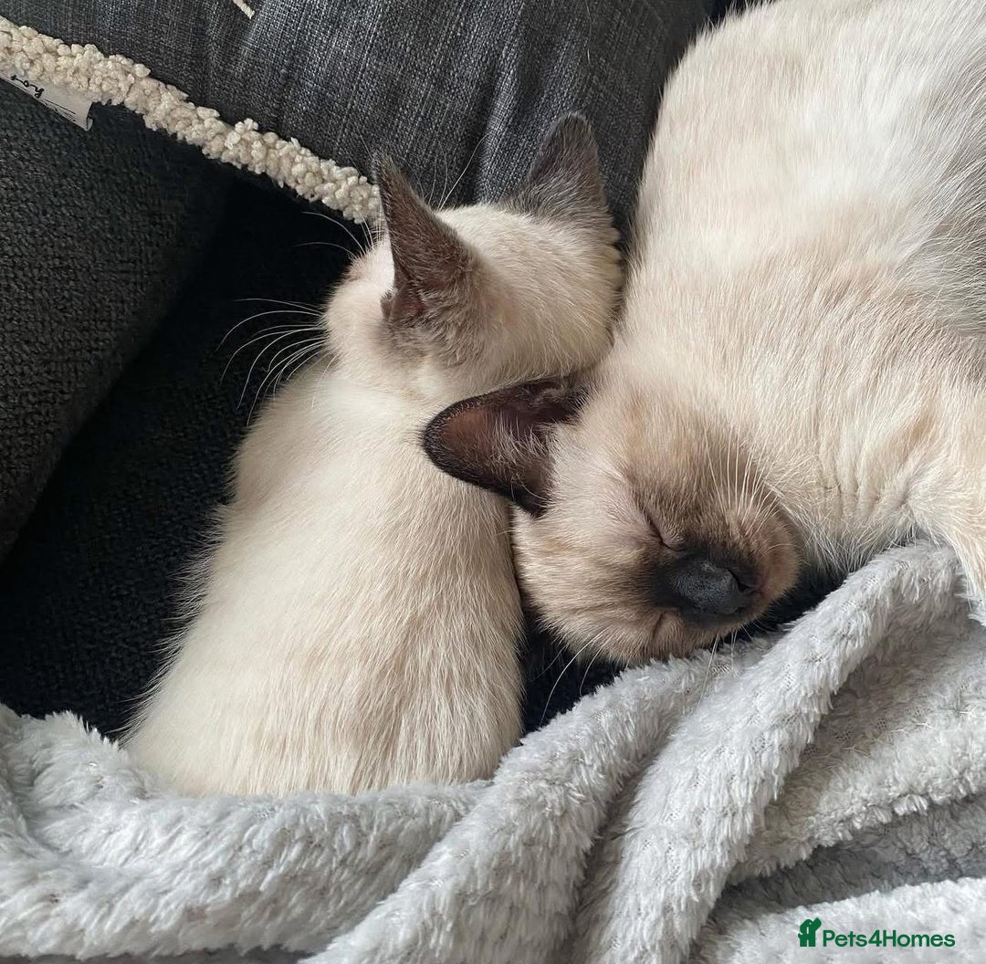 Siamese cats for sale: 🐱 BEAUTIFUL SIAMESE KITTENS - Advert 6