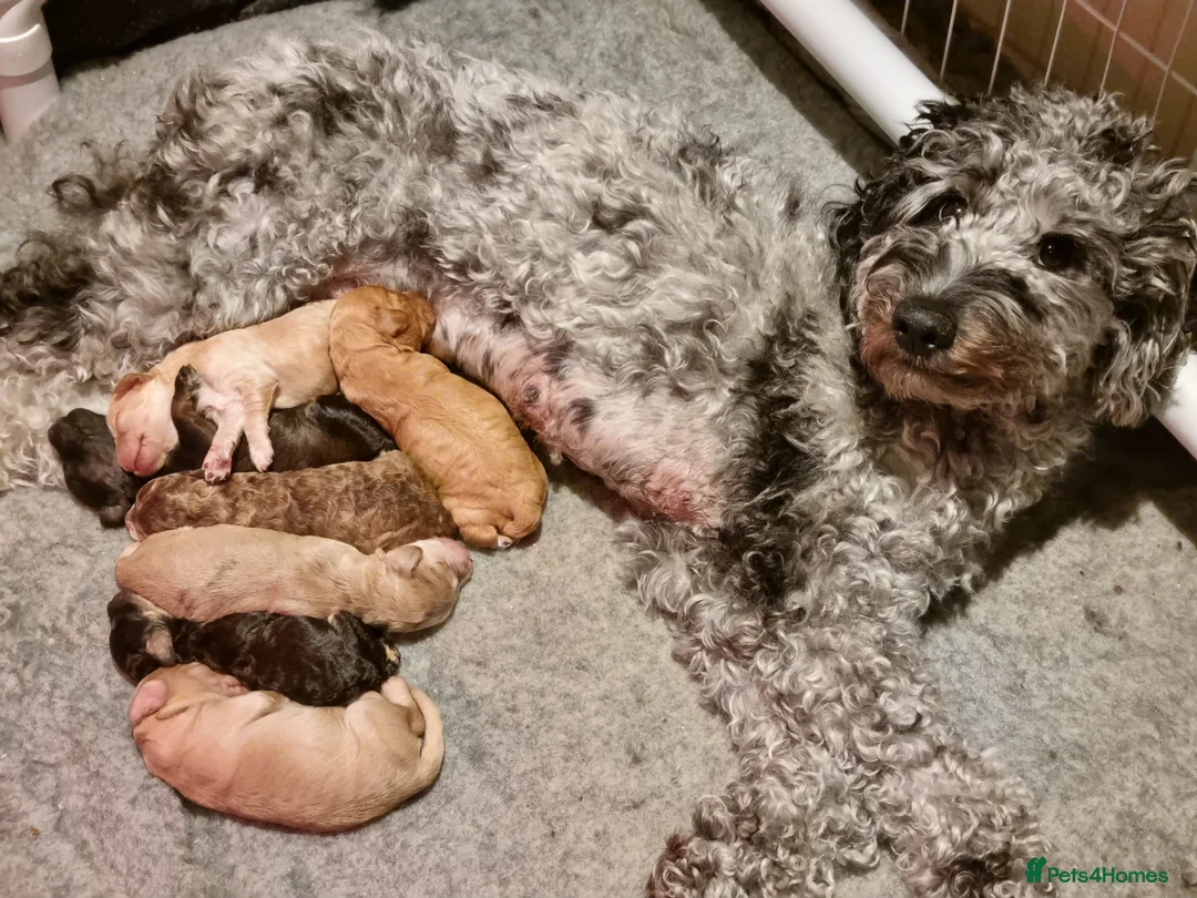 Cockapoo dogs for sale: Cockapoo puppies looking for their forever homes - Advert 6