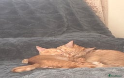 British Shorthair cats for sale: Beautiful boy - Image 5