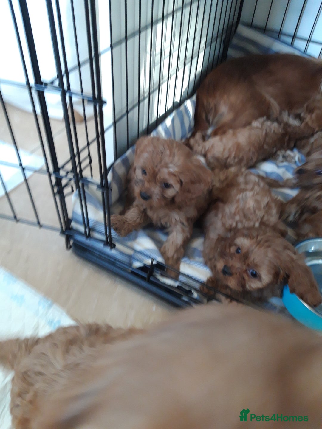 Cavapoo dogs for sale: Red cavapoo babies, both parent DNA tested - Image 12