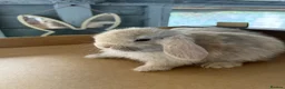 Mini Lop rabbits for sale: Adorable mini lops £85 - Advert 5