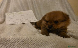 Mixed Breed dogs for sale: Yorkie-pom puppies  - Image 14