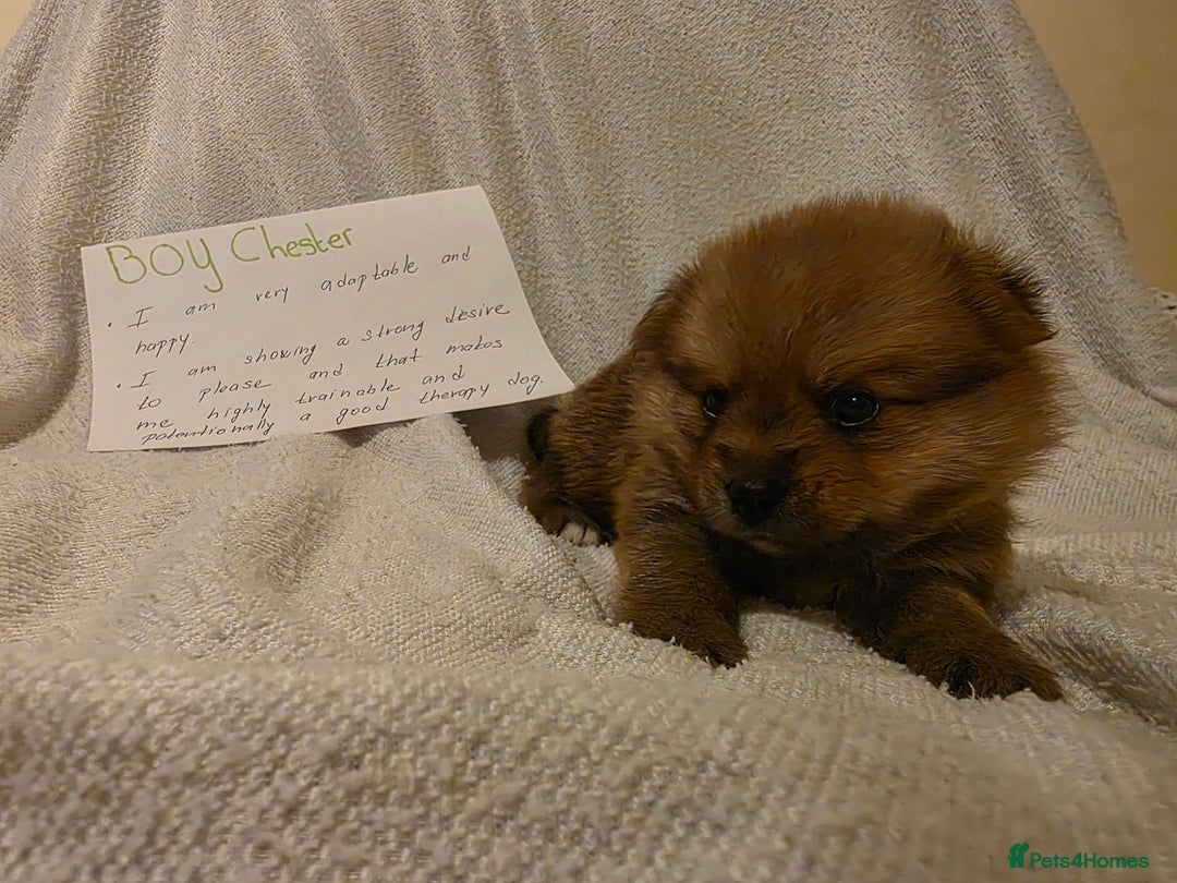 Mixed Breed dogs for sale: Yorkie-pom puppies  - Image 14