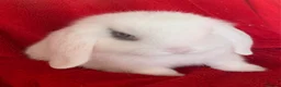 Mini Lop rabbits for sale: Beautiful Pure Mini Lop Rabbit - Advert 3