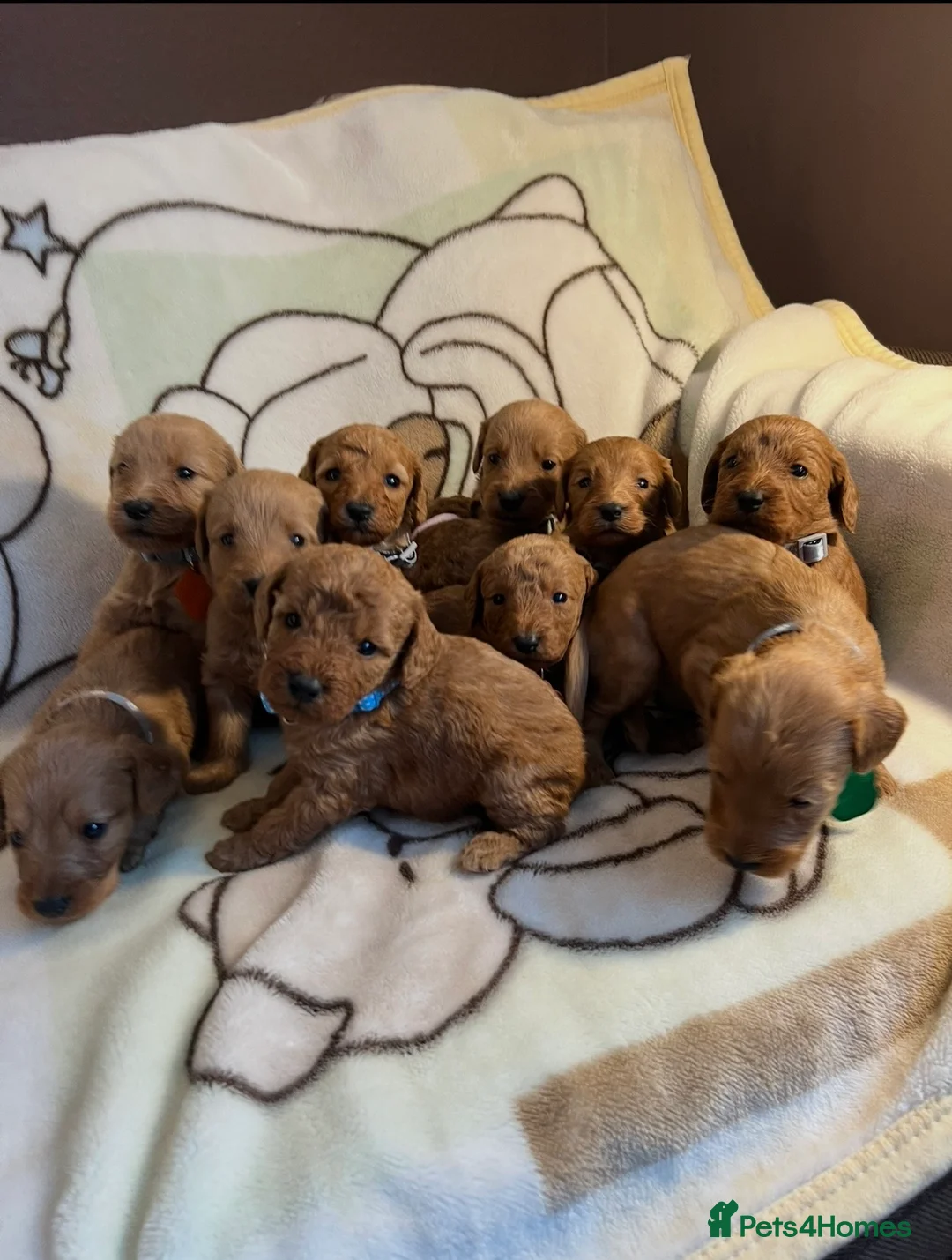 Labradoodle dogs for sale: Labradoodle Fox Red♥️Health Check - Advert 1