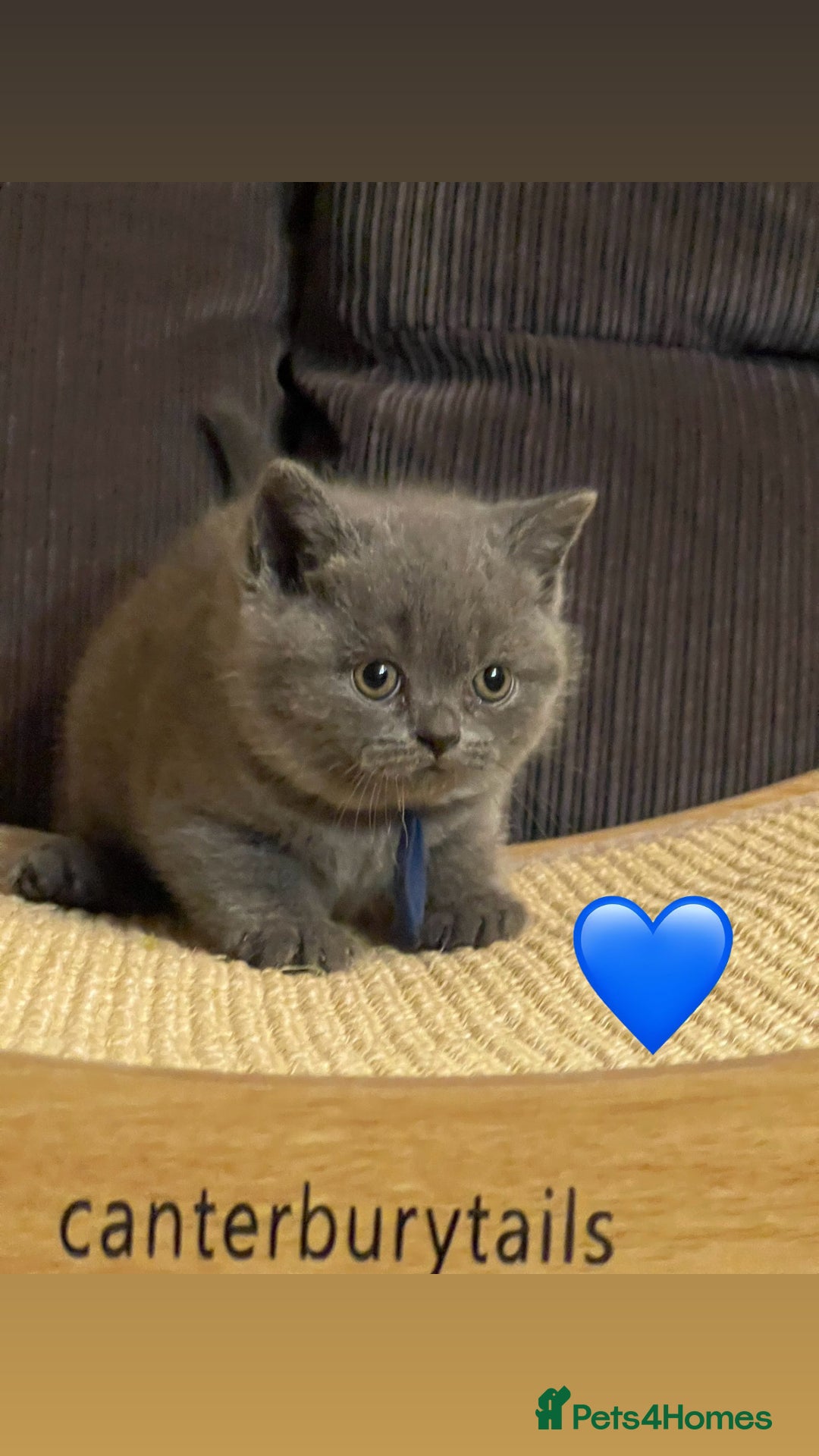 British Shorthair cats for sale: 1 Remaining Superior BSH Kittens GCCF Reg  - Advert 6