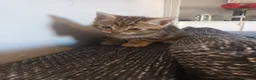 Bengal cats for sale: Bengal kittens looking for new family  - Advert 2