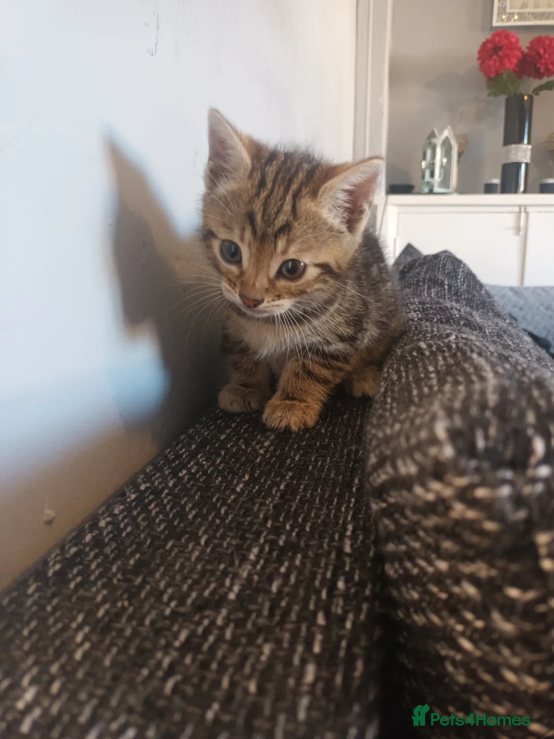 Bengal cats for sale: Bengal kittens looking for new family  - Advert 2