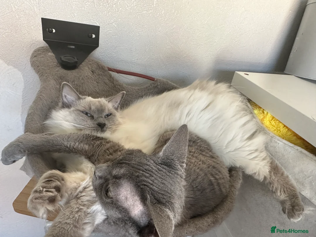 Ragdoll cats for sale: Must go together - 2 best friend female cats - Advert 21
