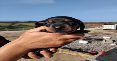 Miniature Dachshund dogs - Advert 11