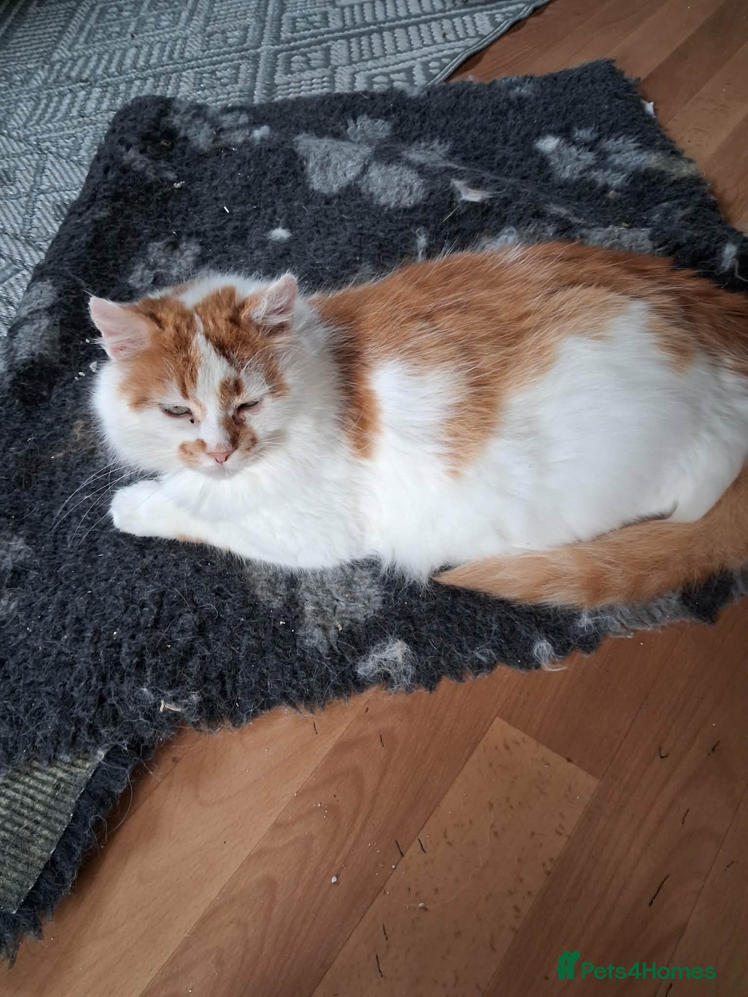 Mixed Breed cats for adoption: Charlie for adoption in Doncaster - Advert 4