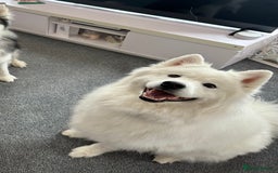 Samoyed dogs for sale: Samoyed looking for his forever home - Image 6