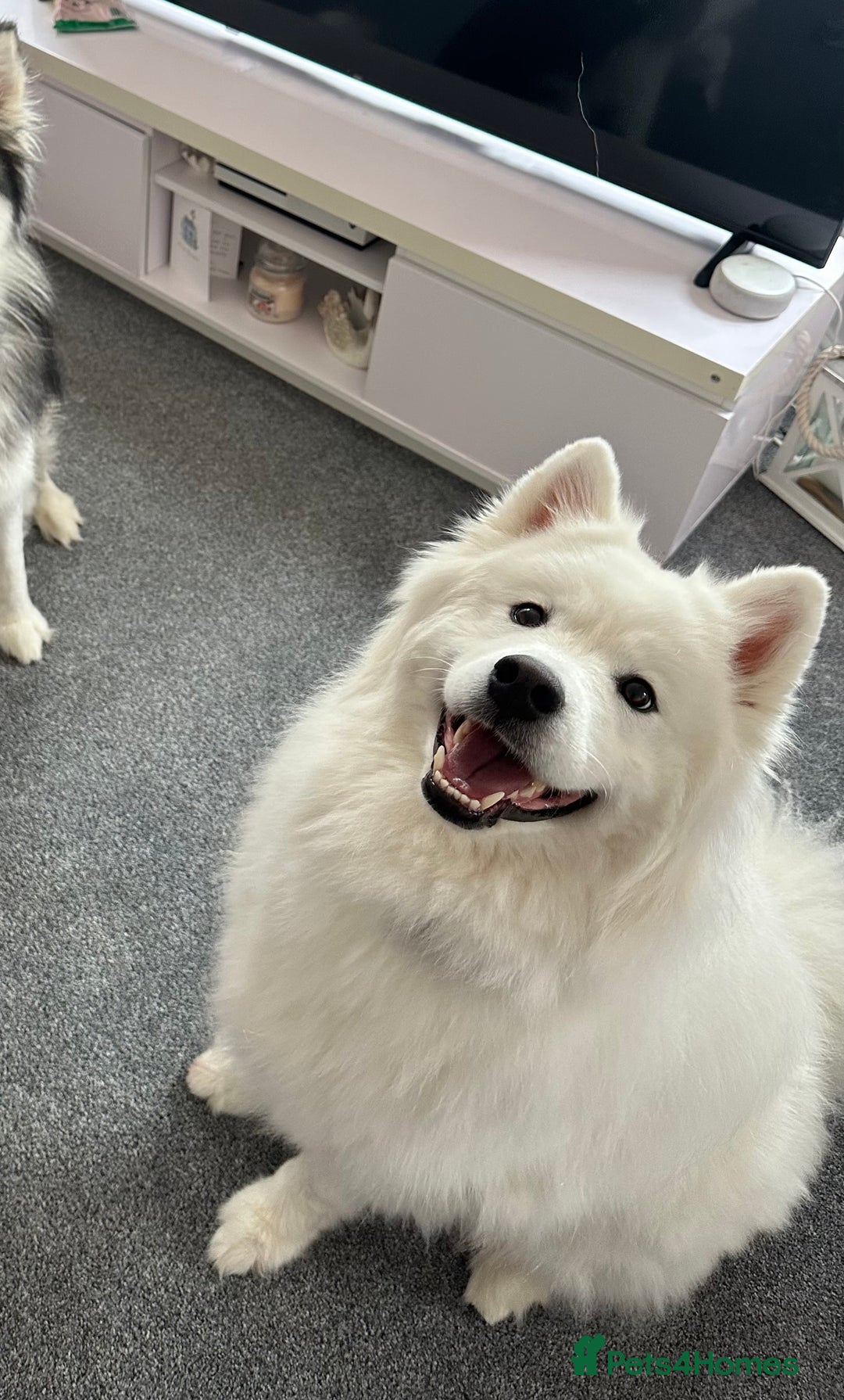 Samoyed dogs for sale: Samoyed looking for his forever home - Image 6