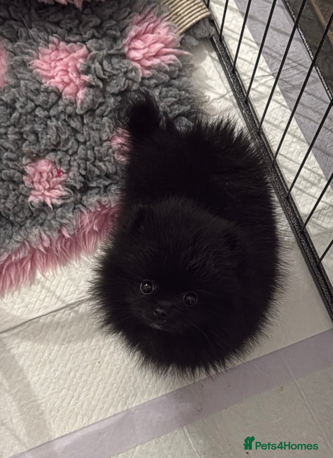 Pomeranian dogs for sale: 🧸🌈 Genuine Teddy Bear Poms Rainbow litter 🌈🧸 - Image 9