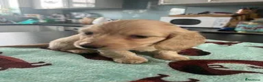 Miniature Dachshund 4