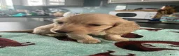 Miniature Dachshund dogs for sale: Lovely Miniature Dachshund Puppies Ready For Sale - Advert 3