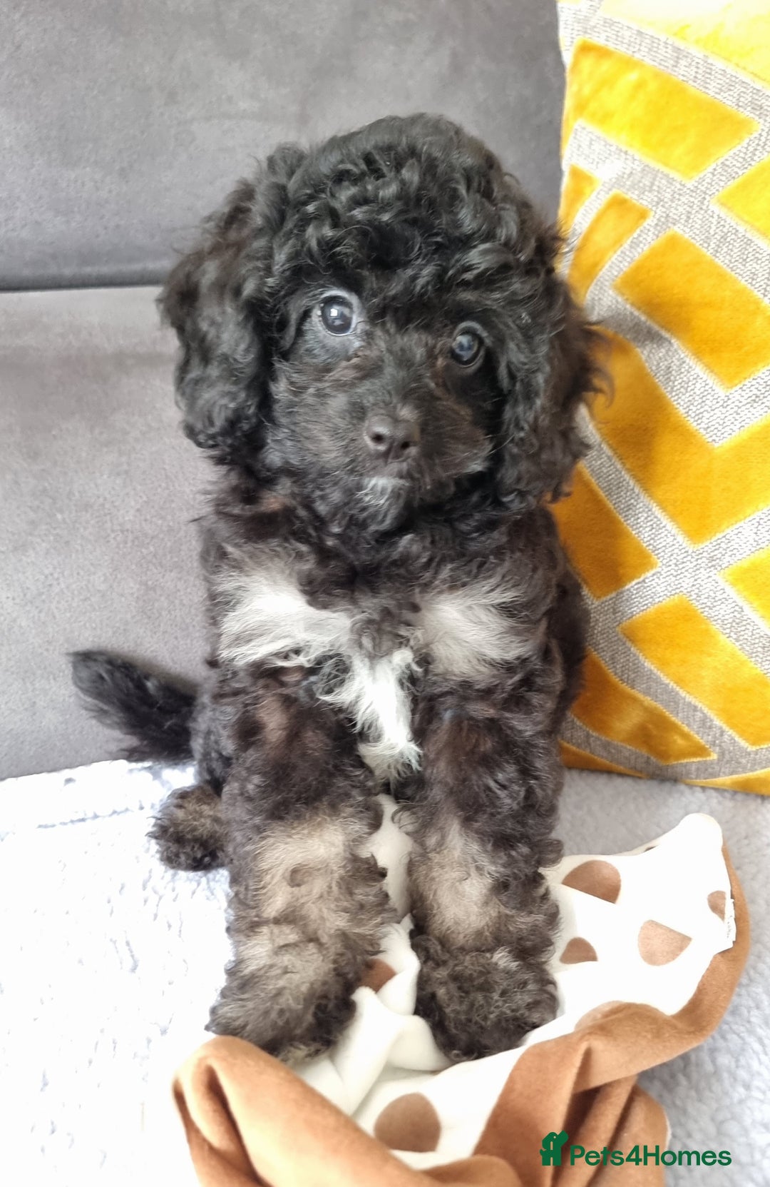 Cockapoo dogs for sale: Fully Vaccinated, Adorable small Cockapoo puppies - Image 30