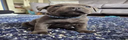 Staffordshire Bull Terrier dogs for sale: Champion BLUE STAFFORDSHIRE BULL TERRIER  in Burton-on-Trent - Advert 16