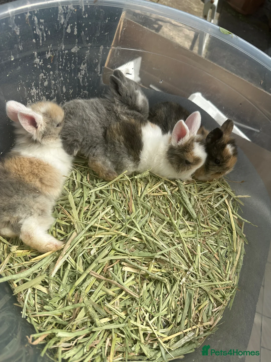 Mixed Breed rabbits for sale: New litter mixed breed - Advert 2