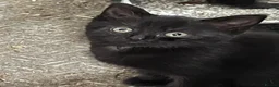 Mixed Breed cats for sale: Beautiful black kittens - Advert 3