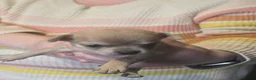 Chihuahua dogs for sale: Beautiful Applehead Chihuuas - Advert 8