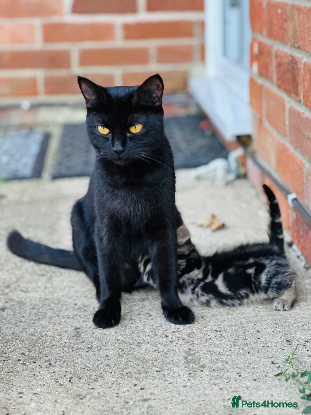 Mixed Breed cats for sale: Kittens for sale - Image 7