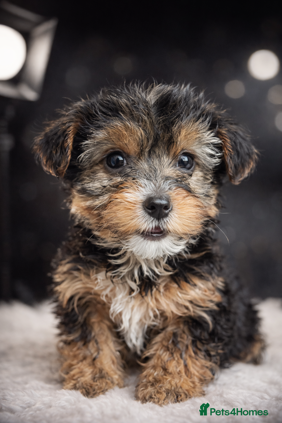 Yorkshire Terrier dogs for sale: Rare Yorkshire terrier pups ready now - Advert 7