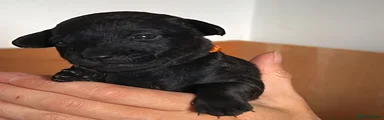 Agent Orange