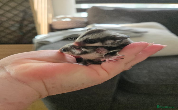 Sugar Glider rodents - Advert 1