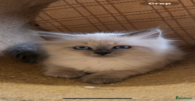 Siberian cats - Advert 6