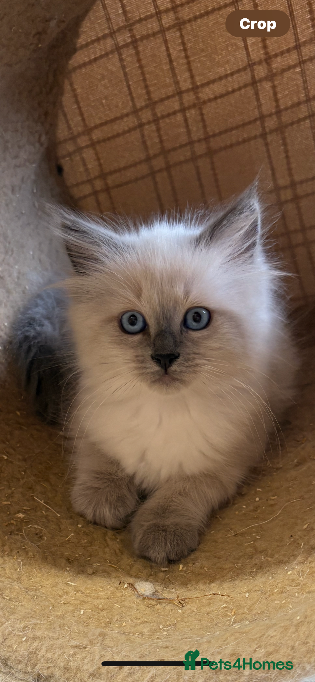 Siberian cats for sale: Adorable Neva Siberian  - Image 3