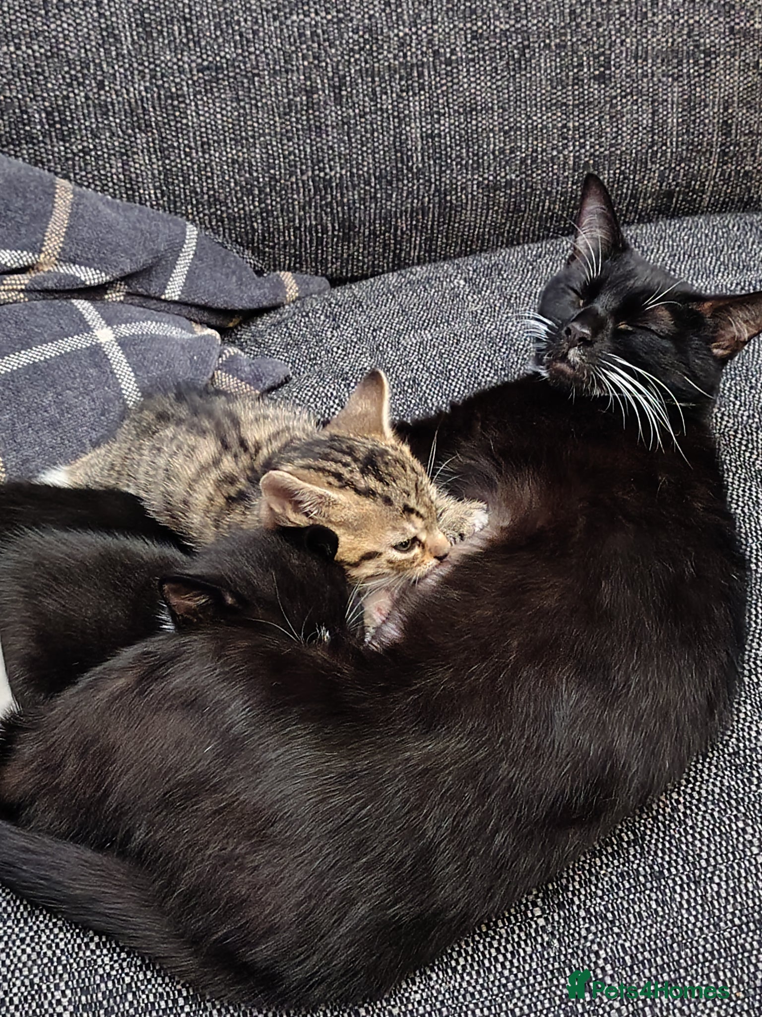 Mixed Breed cats for sale: Lovely tabby kitten ready to find his forever home - Advert 6