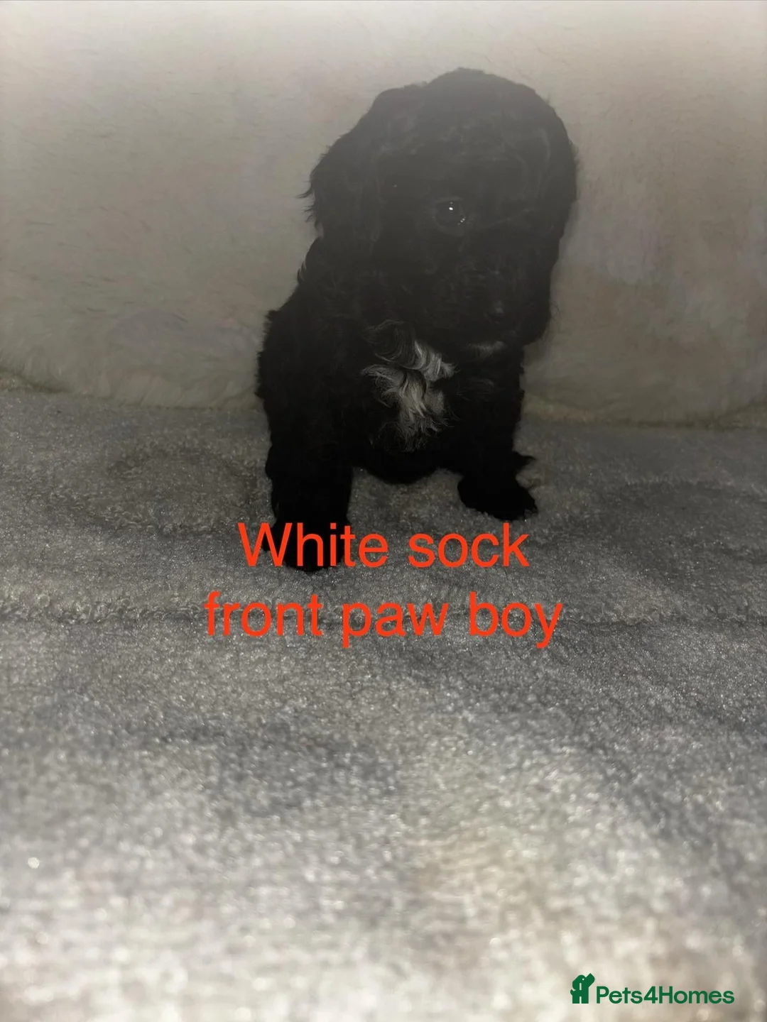 Cockapoo dogs for sale: Gorgeous Cockapoo Puppies Available for new homes in Leicester - Advert 22