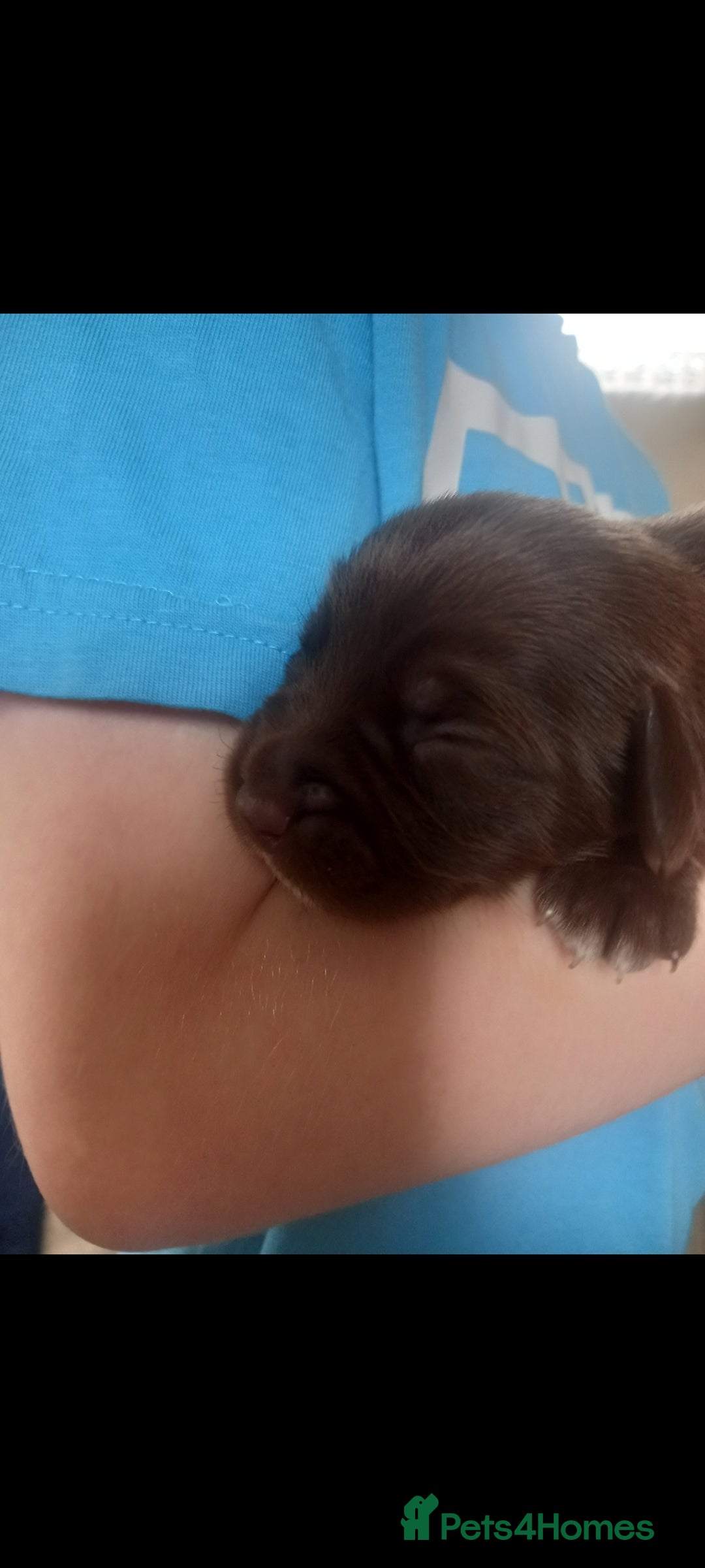 Mixed Breed dogs for sale: Cockerjack puppies - Image 5
