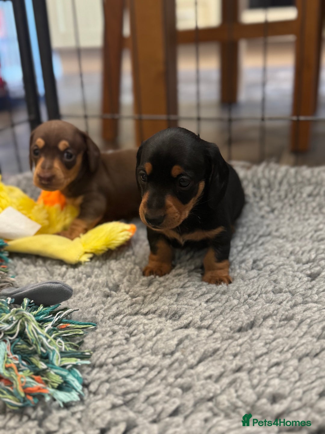 Miniature Dachshund dogs for sale: Gorgeous KC reg miniature Dachshund puppies  - Image 26
