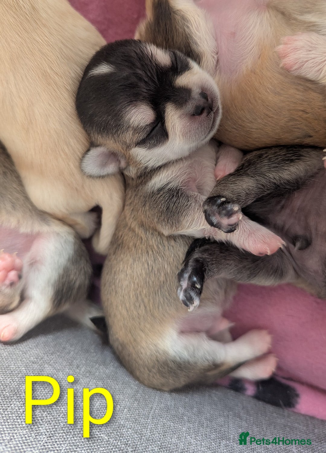 Chihuahua dogs for sale: Beautiful Chihuahua puppies  - Image 2