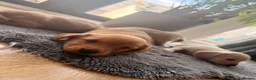 Miniature Dachshund dogs for sale: Miniature Long Haired Dachshund  - Advert 8