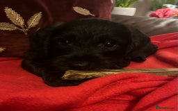 Jackapoo dogs for sale: ✨ Gorgeous Jackapoo puppies ready to leave now ✨ - Advert 4