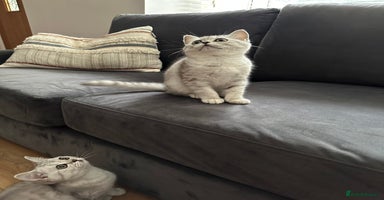 British Shorthair cats - Advert 11