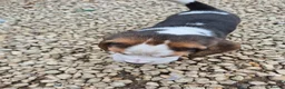 Beagle dogs for sale: Beagle Boy puppy  - Advert 4