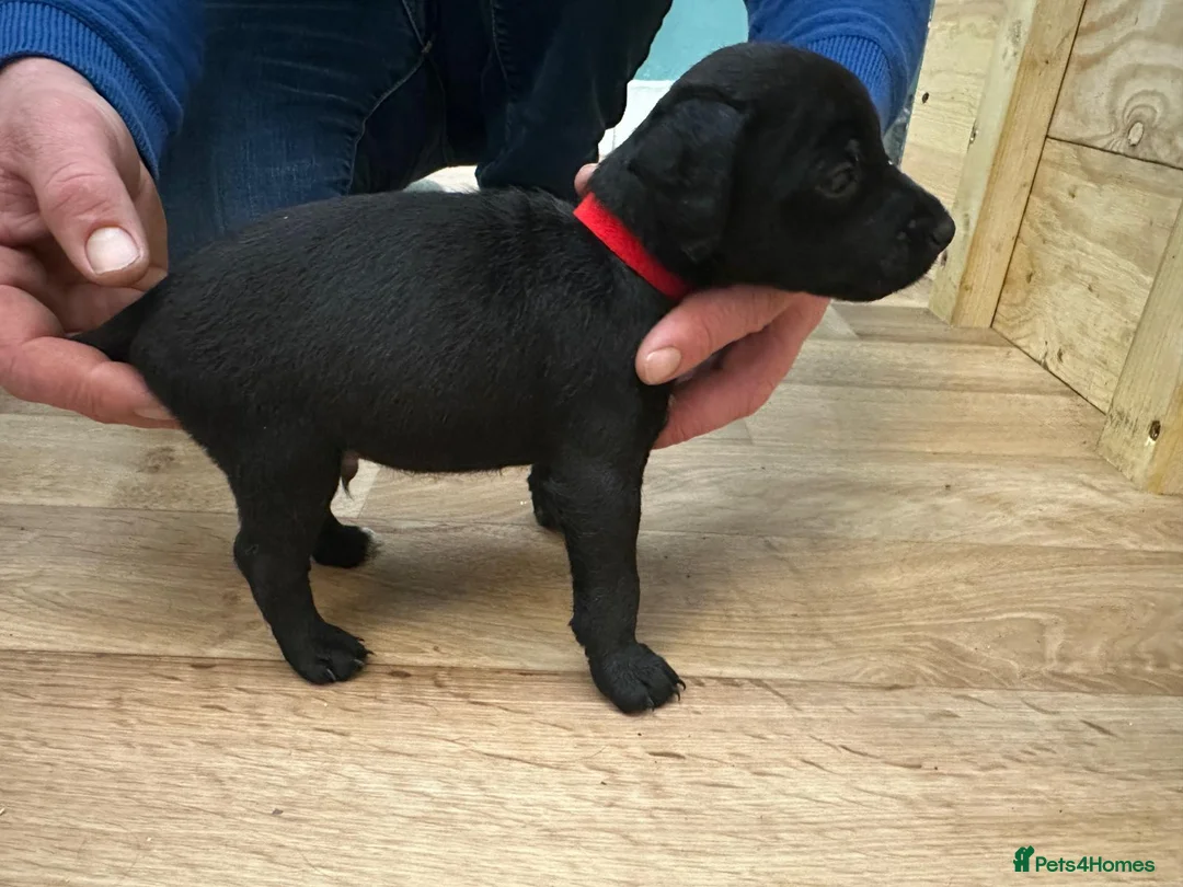 Patterdale Terrier dogs for sale: Docked Patterdale Black Puppies  - Advert 17