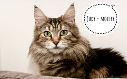 Maine Coon cats for sale: Two mainecoons kittens Sally and Harry silver - Image 14