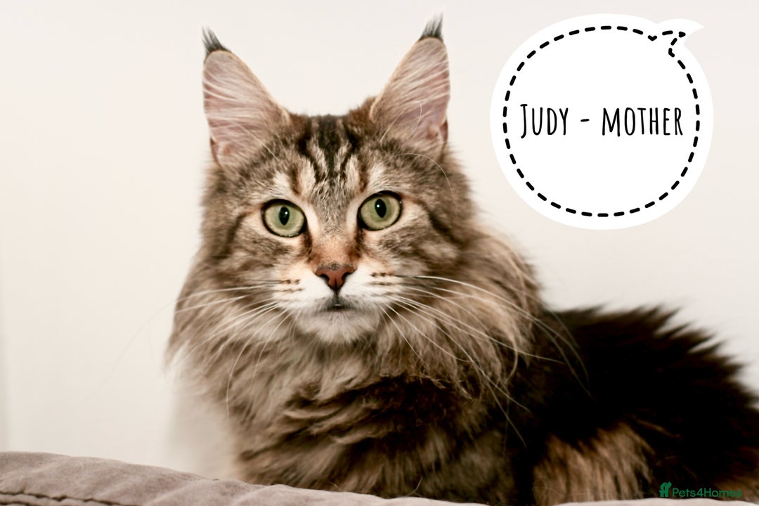 Maine Coon cats for sale: Two mainecoons kittens Sally and Harry silver - Image 14