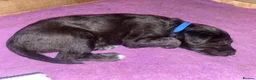 Mixed Breed dogs for sale: Beautiful Bedlington whippet puppies for sale in Newmarket - Advert 3
